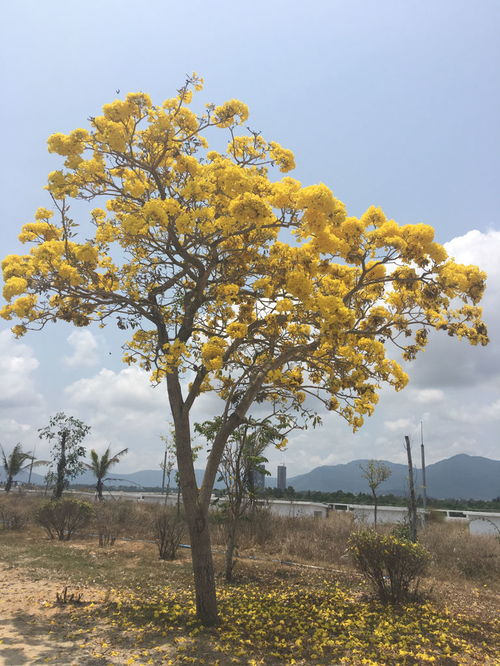 枫树：力量与耐力