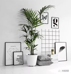 办公室里摆啥植物好？绿植租赁价格大盘点！