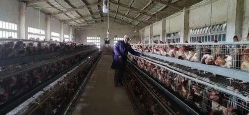 农业养殖需关注饲料利用率，减少浪费