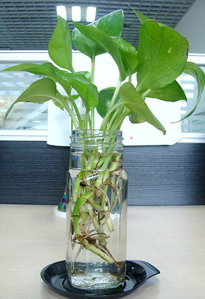 黄金葛的养殖，你懂了吗？