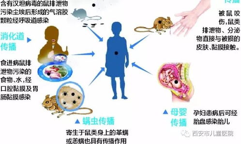 圆环病毒病防治关键措施有哪些？如何有效预防病毒传播