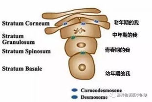 深部输精结束后究竟要不要立即拔管