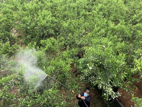 果树杀菌剂的使用时机探讨