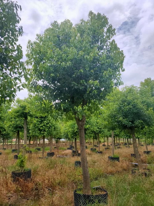 香樟树苗成长记：从萌芽到十公分，需要多少时间？