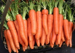 适合河南种植的蔬菜种类