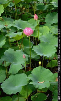 荷花的形象与象征意义