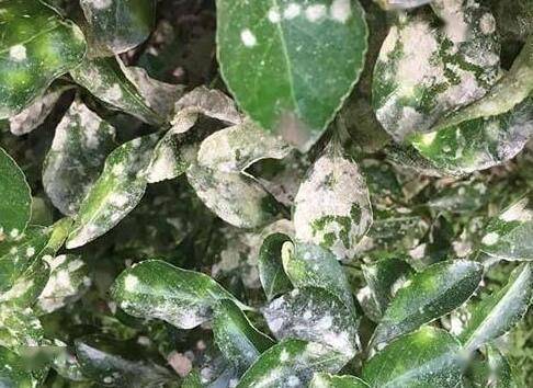 农业增产， 先从正确使用农药开始