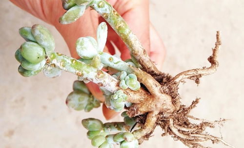 一、多菌灵泡根兑水比例