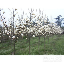 南阳白玉兰，价格大揭秘