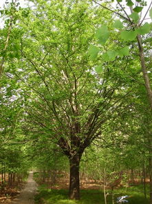 银杏树的生长习性