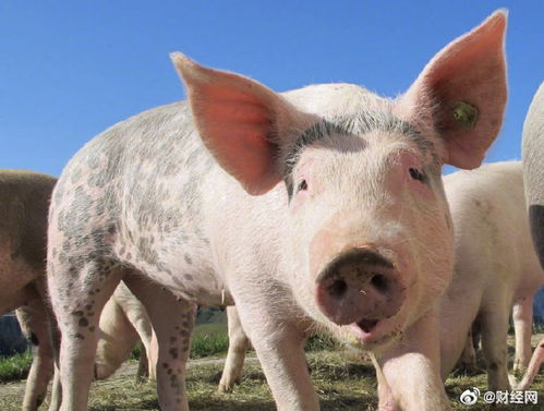 养猪高效秘诀：科学饲养