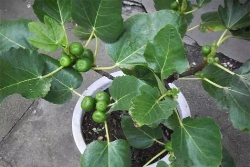 容器材质不同， 浇水公式也不同