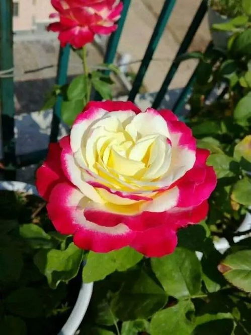 灌木月季：友好又实用