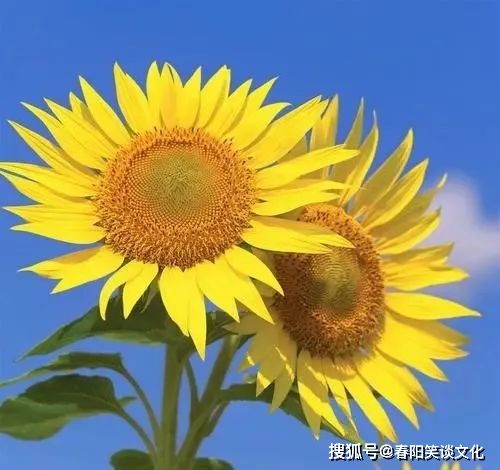 “太阳花小苗如何选种？品种繁多