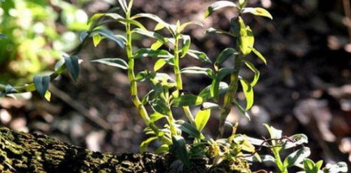 野生石斛价格几何？一斤究竟值多少钱