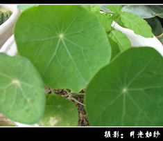 怎么让旱金莲不爬藤呢？