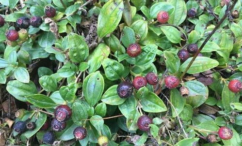 种植参数， 年均温要控制