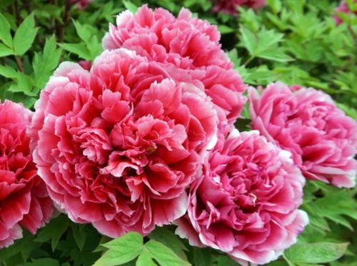 牡丹花的国花之美