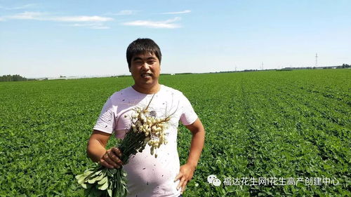 花生种植如何实现优质高产？