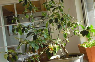 冬季养护，依然花开后来啊