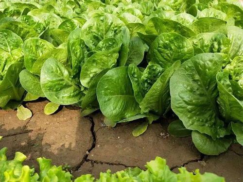 种子发芽的小把戏