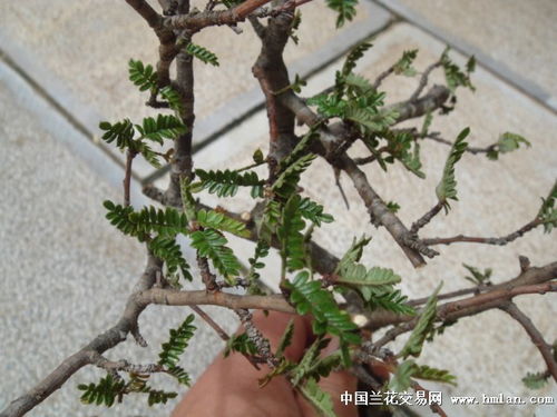 火棘盆景树冠修剪，如何打造独特双冠造型