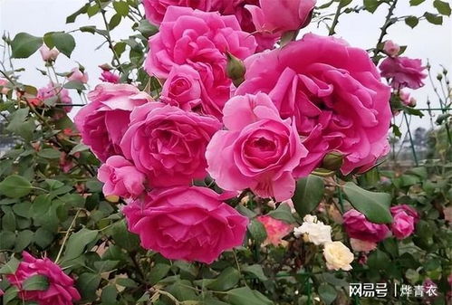 庭院装饰的绝配——蔷薇花的颜色之谜