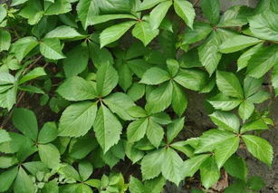 土壤要松软， 透气性要好