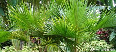 水温过高，小心种子泡烂