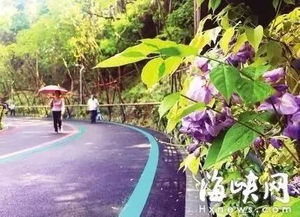 白色紫藤花的种植：一场惯与美的挑战