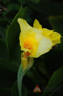 美人蕉的别名与传说故事