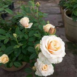 阳台上的月季花园， 你值得拥有