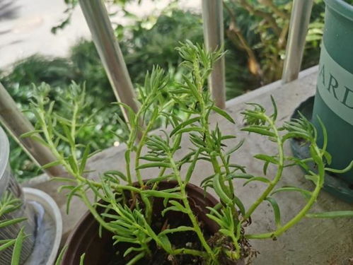 盆内积水如何快速排除？如何避免植物根部腐烂