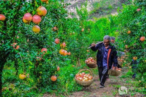 淅川移民奇迹与生态致富美景