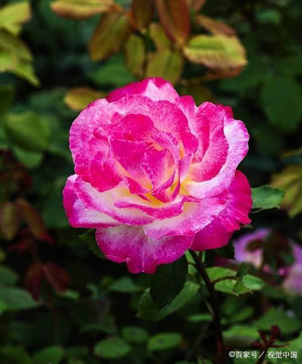 贝罗利娜月季：香与色的交响曲