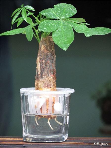 发财树营养液大揭秘：选对它，让你的发财树梗茂盛！