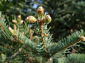 内蒙古赤峰的育苗基地曾因混淆种子导致出苗率暴跌：