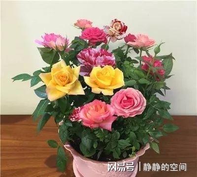 花卉的魅力：美化生活， 净化心灵