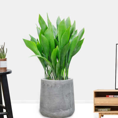 绿化工作外包有哪些优缺点？