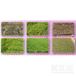 五色草的种植小秘密，你get了吗？