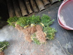 网上购买油松种子，靠谱吗那个？我来聊聊我的经历