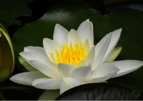 睡莲的形态特征