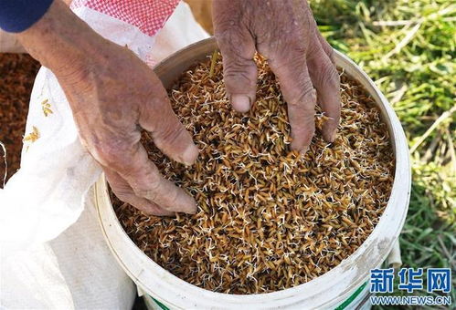 重楼亩产种子与种植模式