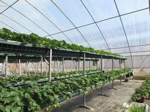 常见的有机基质大盘点