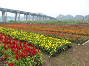 大用园区春天花卉大盘点