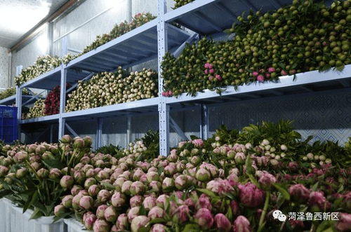 菠萝莓管理细则：针对菠萝莓种植、采摘、加工等环节的管理规定