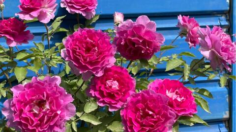 大河抚子月季：杂交茶香， 花色多变