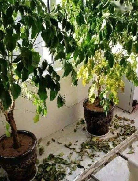 假叶树的养护秘籍：如何让它枝繁叶茂， 远离黄叶脱落