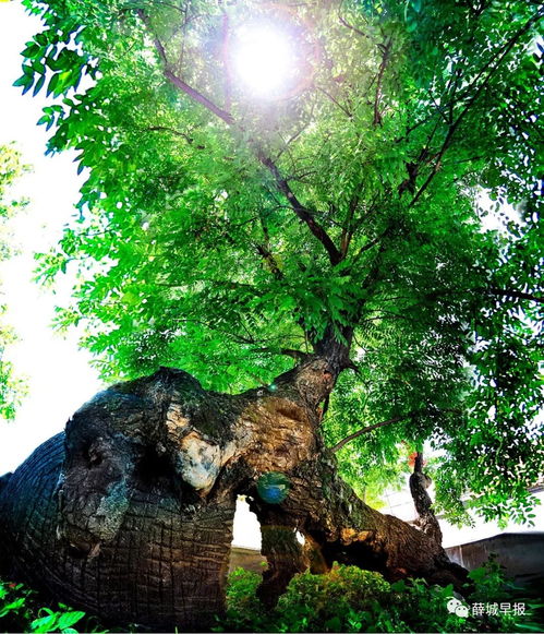 宽敞的空地，自然的融合