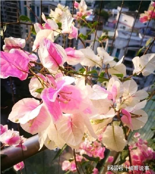 三角梅什么时候换盆最好，春季或秋季是三角梅最适合换盆的时候吗
